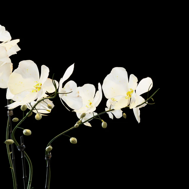 Flowers 05 — Скачать