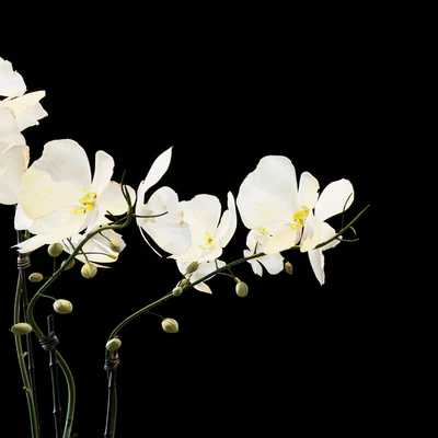 Flowers 05 — Вид 3