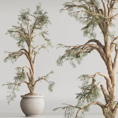 Indoor Plant Set 69 — Вид 6