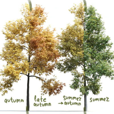 Ясень / Ash / Fraxinus #1 — Вид 5