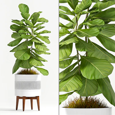 Ficus Lyrata (Plant 56) — Ver 1