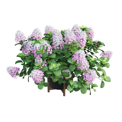 Plants Hydrangea set 10 — Вид 5