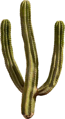 cactus 005 — Descargar