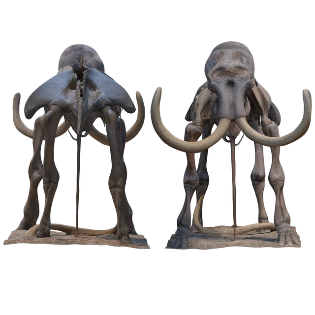 Mammoth skeleton — Descargar