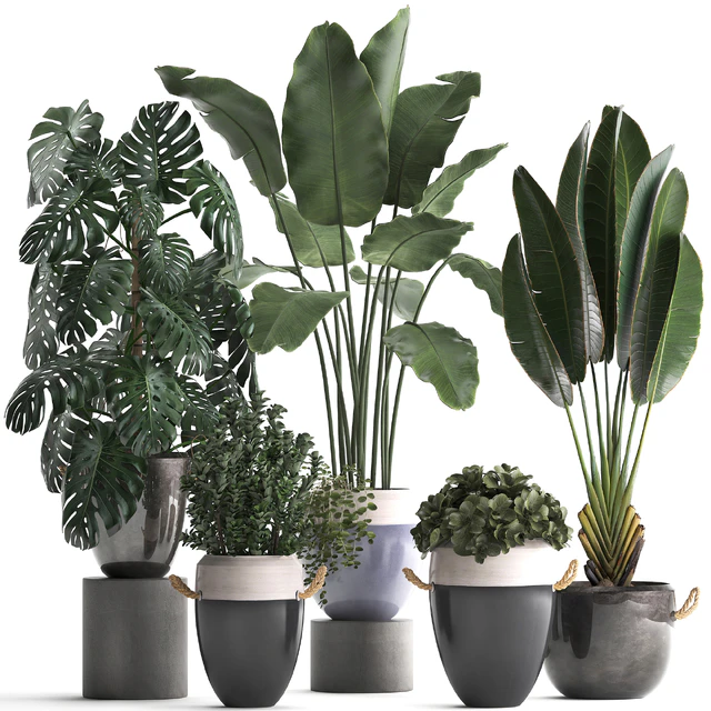 Plant Collection 396. Banana palm, banana, strelitzia, monstera, indoor plants, ravenala, stylish, strelitzia, bushes — Descargar