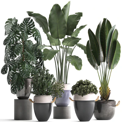 Plant Collection 396. Banana palm, banana, strelitzia, monstera, indoor plants, ravenala, stylish, strelitzia, bushes — Ver 1