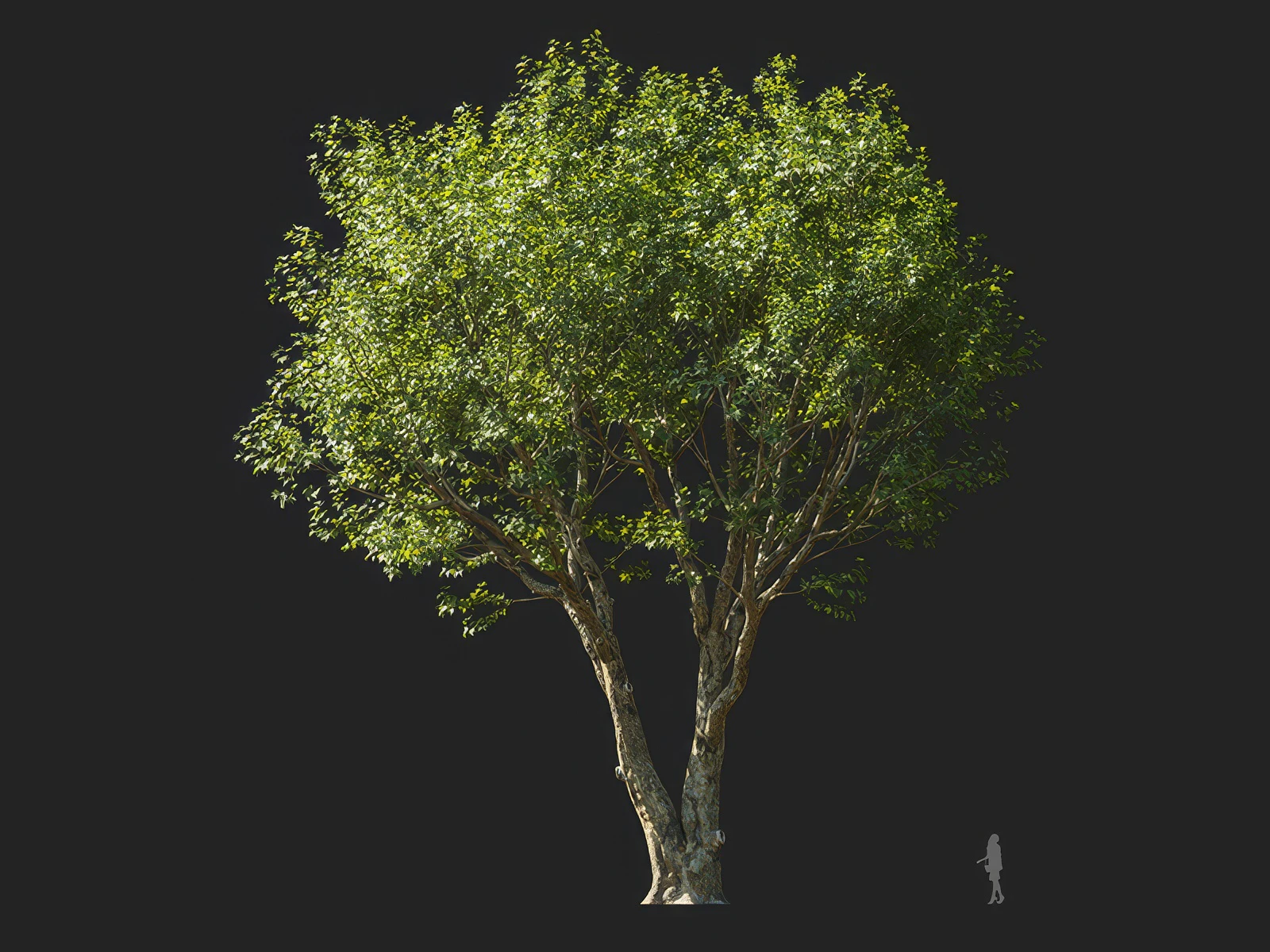 platanus orientalis 002 — Скачать