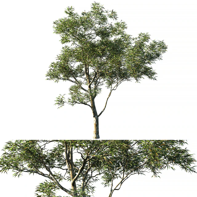 Eucalyptus saligna 03 — Скачать