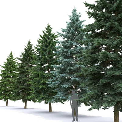 Spruce — Ver 2