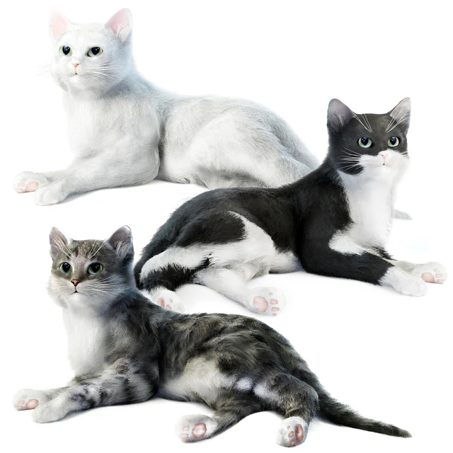 Relaxing cat 1 — Download