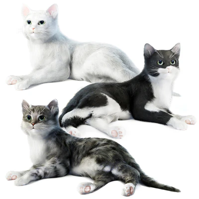 Relaxing cat 1 — View 1
