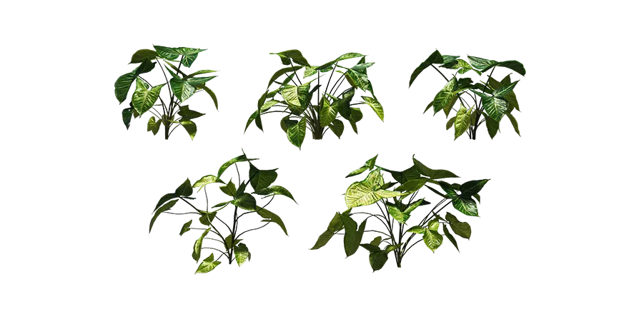 arrowhead plant 001 — Download