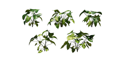 arrowhead plant 001 — download