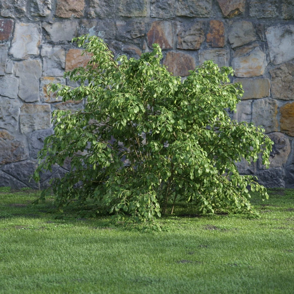 plants and bushes 006 — Скачать