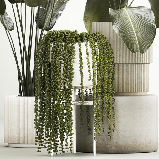 Hanging plants Succulents Rowley and Calathea lutea, Strelitzia in pots. Set of plants 1322 — Descargar