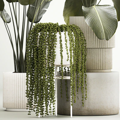 Hanging plants Succulents Rowley and Calathea lutea, Strelitzia in pots. Set of plants 1322 — Ver 5