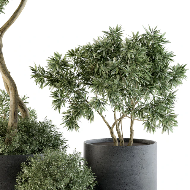 Outdoor Plants Tree in pot - Set 90 — Скачать
