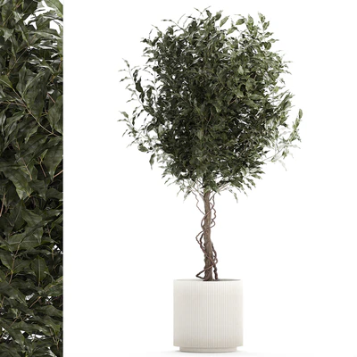 Beautiful interior tree in a modern pot Ficus benjamina. 1232 — Ver 1