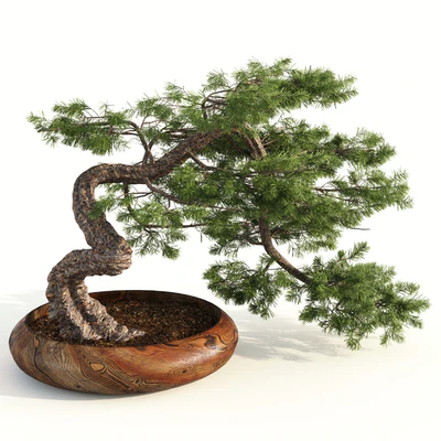 bonsai04 — Ver 3