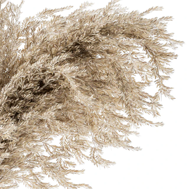 Dry plants 36 - Dried Plant Pampas — Descargar