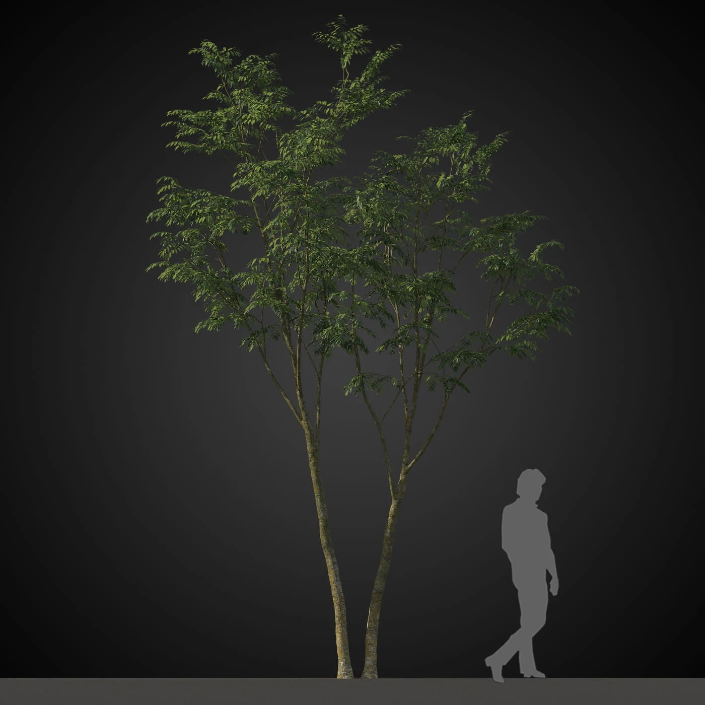 trees 035 — Descargar