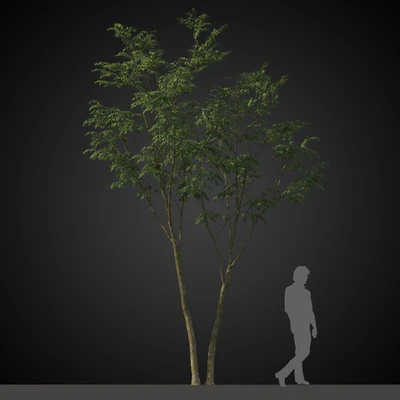 trees 035 — Descargar