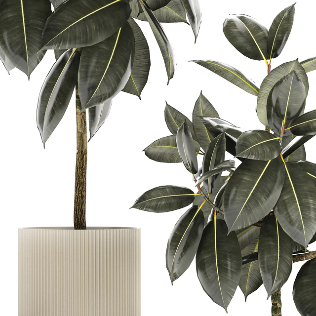 Beautiful tree in a pot Ficus rubbery, elastica, Ficus Abidjan, Ficus Robusta. Plant collection 1243 — Descargar