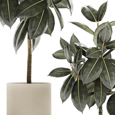 Beautiful tree in a pot Ficus rubbery, elastica, Ficus Abidjan, Ficus Robusta. Plant collection 1243 — Ver 7