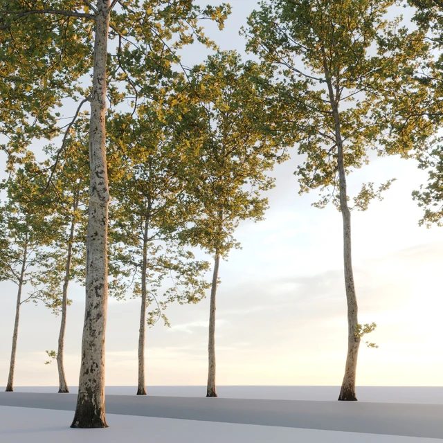 Plane-tree / Sycamore / Platanus #17 — Descargar