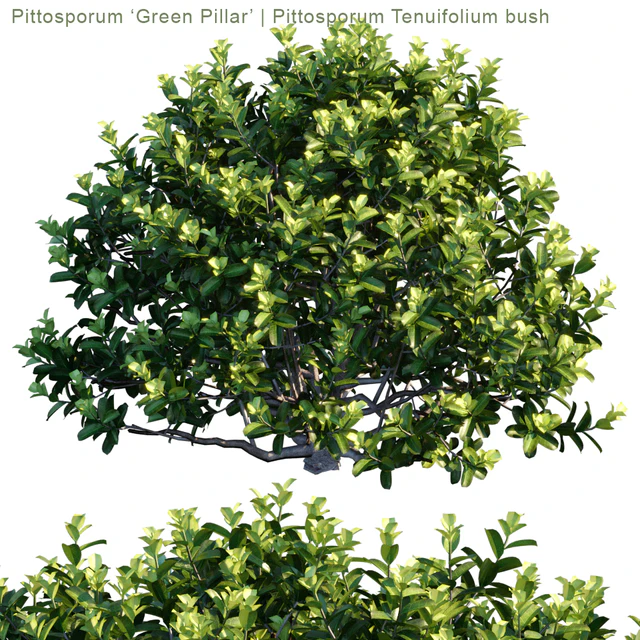 Pittosporum "Green Pillar" | Pittosporum tenuifolium bush — Descargar