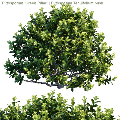 Pittosporum "Green Pillar" | Pittosporum tenuifolium bush — Ver 2
