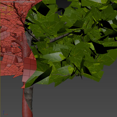 Plane-tree / Sycamore / Platanus acerifolia #4 — Ver 6