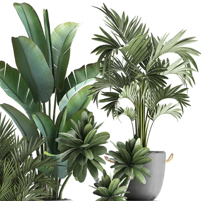 Plant Collection 402. Banana, strelitzia, palm, howea, plumeria, concrete, flowerpot, pot, exotic plants, outdoor, exotic, strelitzia — Ver 2