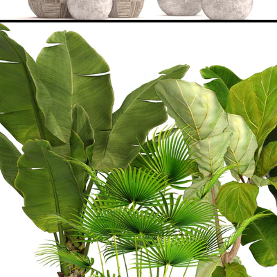 Collection of plants in pots 41. concrete pot, flowerpot, bush, banana palm, ficus lyrata, fan palm, strelitzia — Ver 3