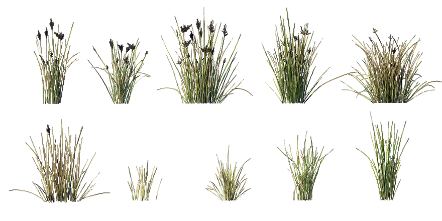 dune sword sedge 001 — Скачать