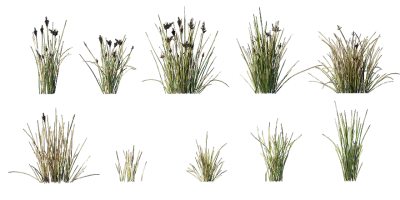 dune sword sedge 001 — Скачать