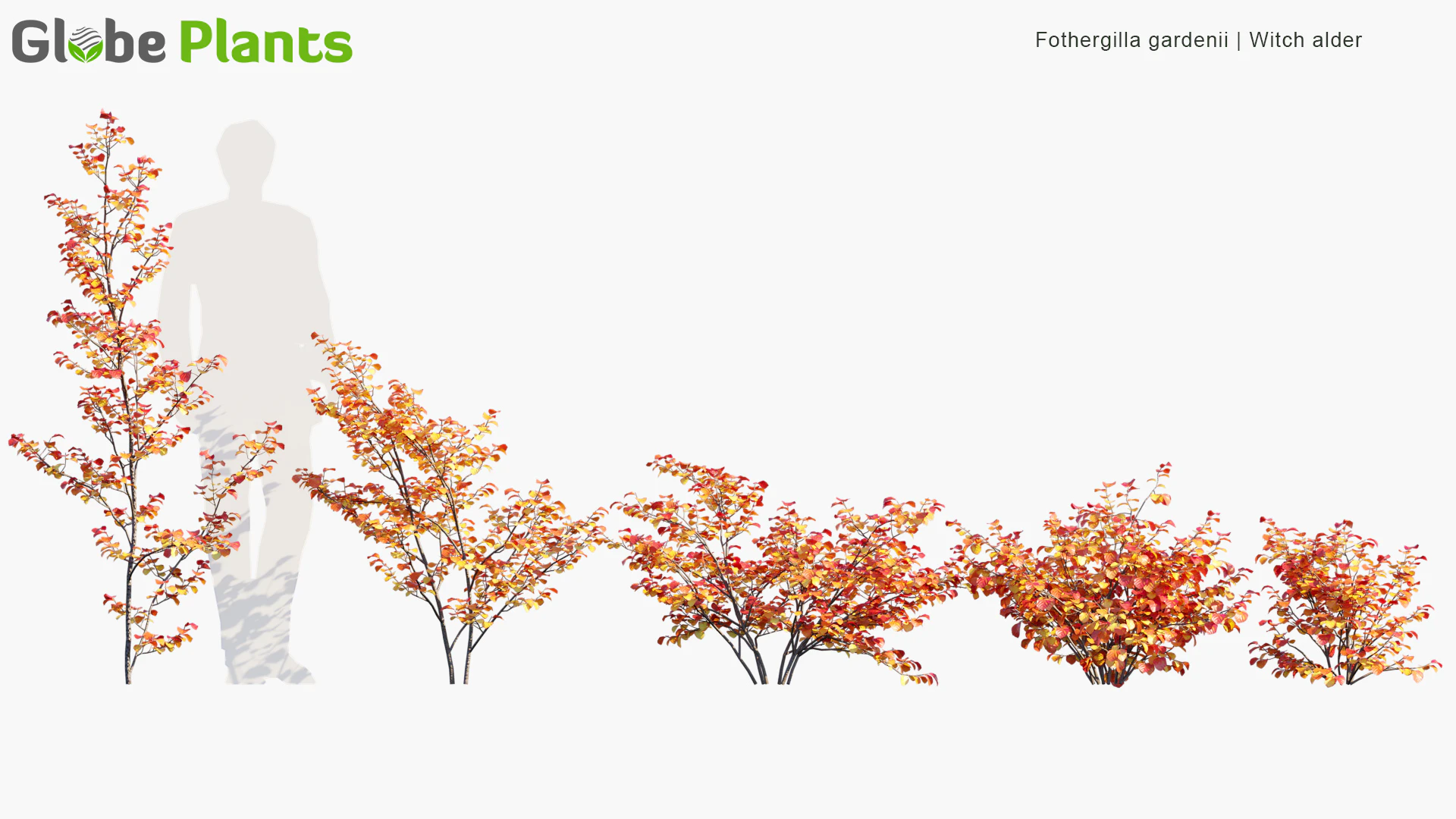 fothergilla gardenii — Скачать