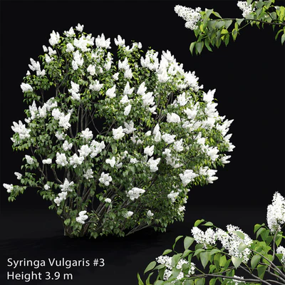 Syringa vulgaris #3 — Вид 1