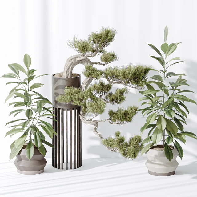 Indoor plant set 31 — Скачать