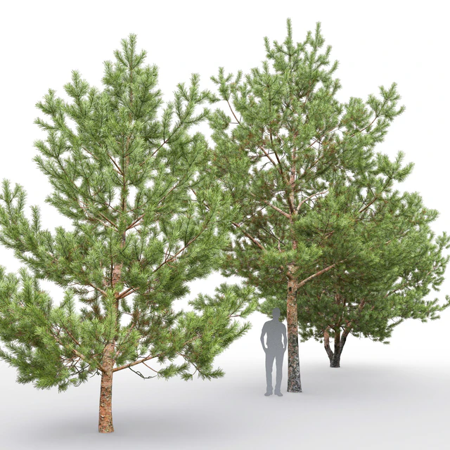 Pine — Скачать