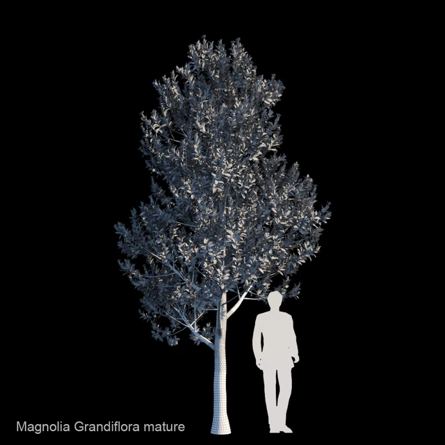 Magnolia Grandiflora mature — Descargar