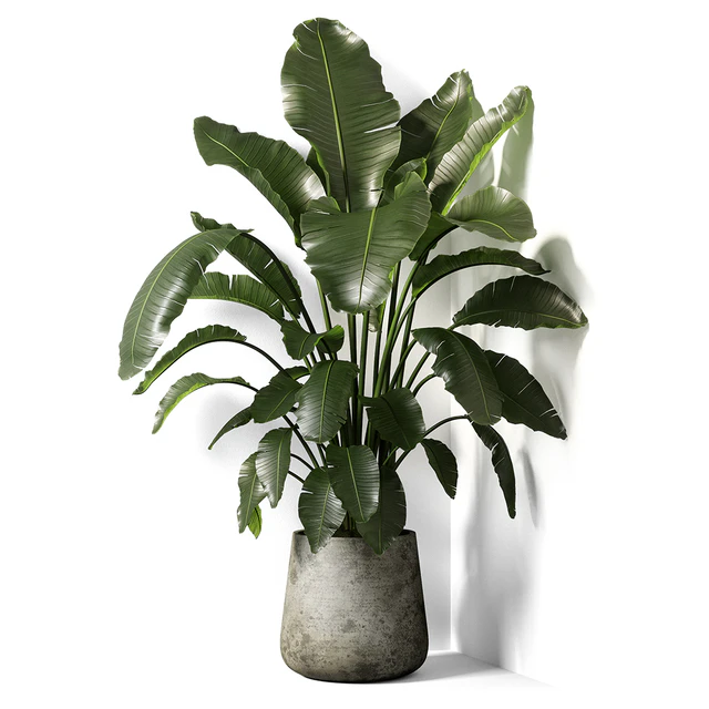 strelitzia plant 02 — Descargar