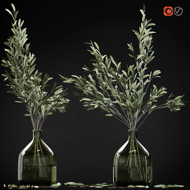 Olive stems in glass vase with water — Descargar