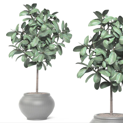 Ficus, ornamental tree, ficus, elastica, pink pot, flowerpot, interior, ficus abidjan — Ver 3