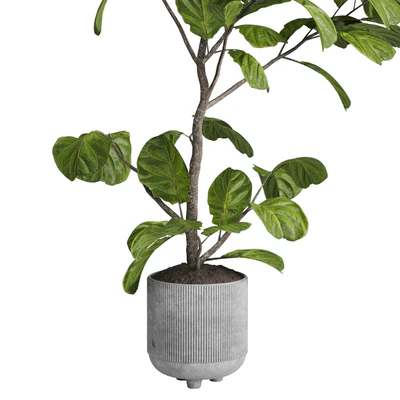 Ficus lyrata plant - indoor plant set 437 — Вид 4