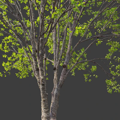 Black cherry 02 — Ver 2