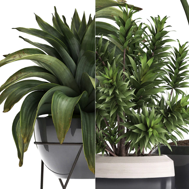 Plant Collection 395. Bromeliad, tropical plants, alocasia, dracaena, palm grass, indoor plants, exotic, tropical, stylish, bushes — Descargar