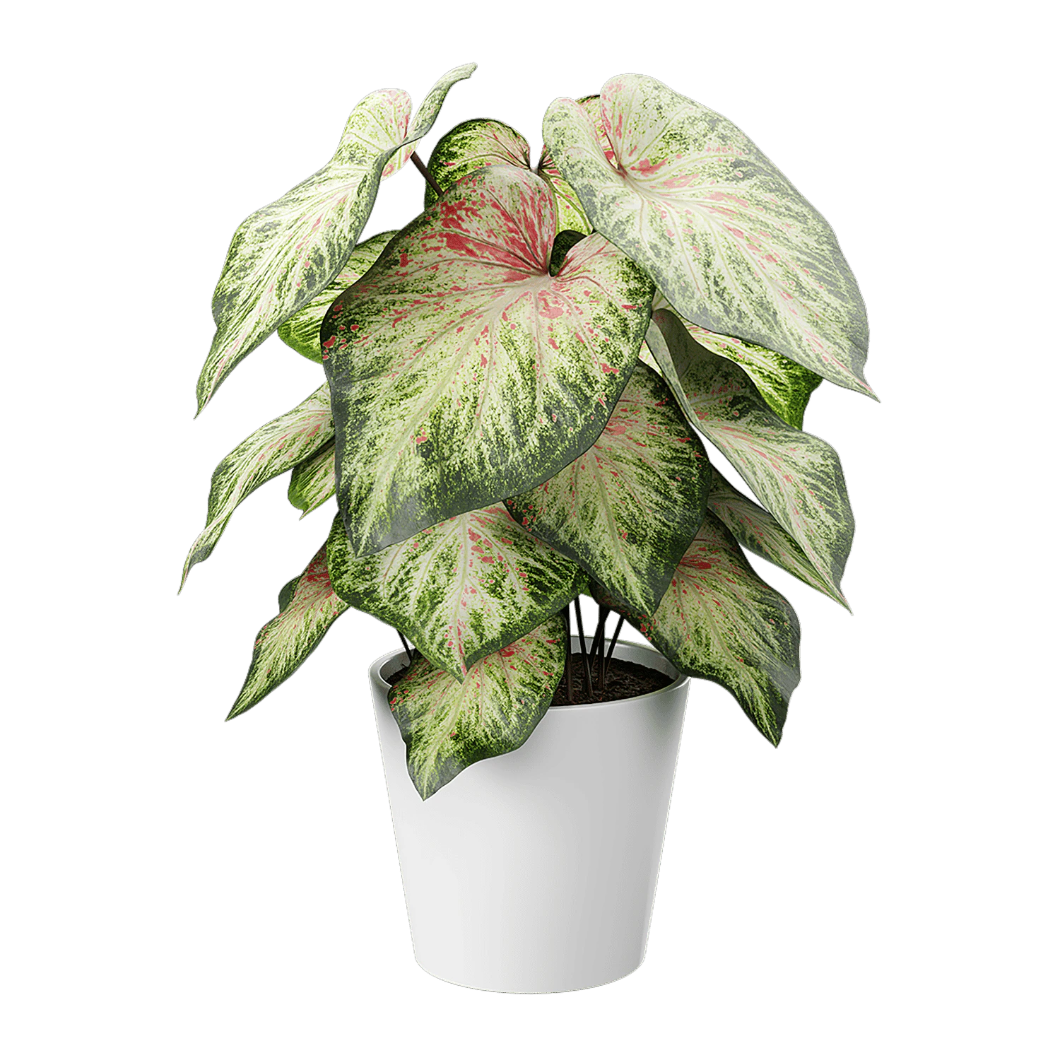 plant caladium 002 — Descargar