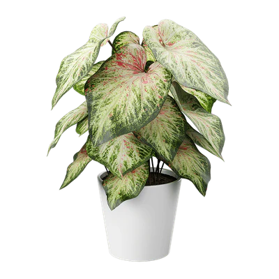plant caladium 002 — Descargar