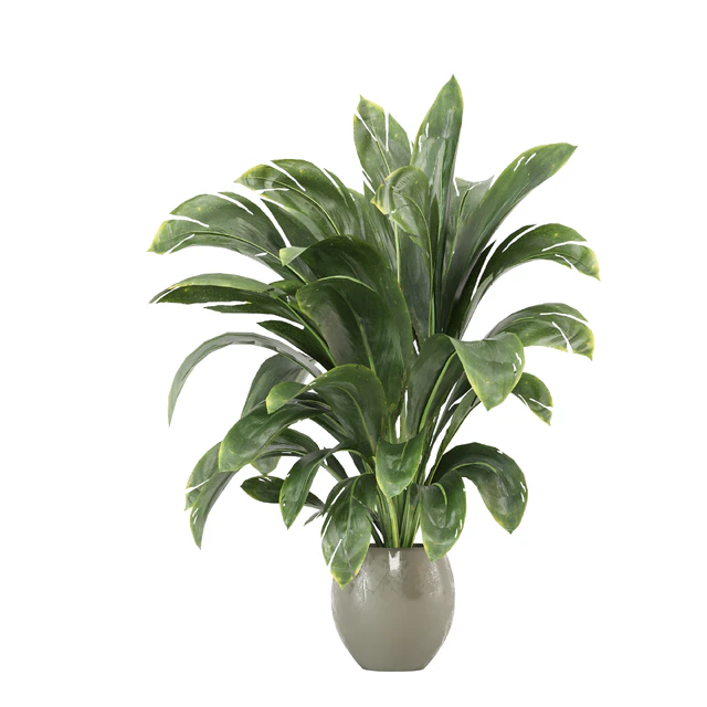 indoor Plants Collection - Set 586 — Descargar